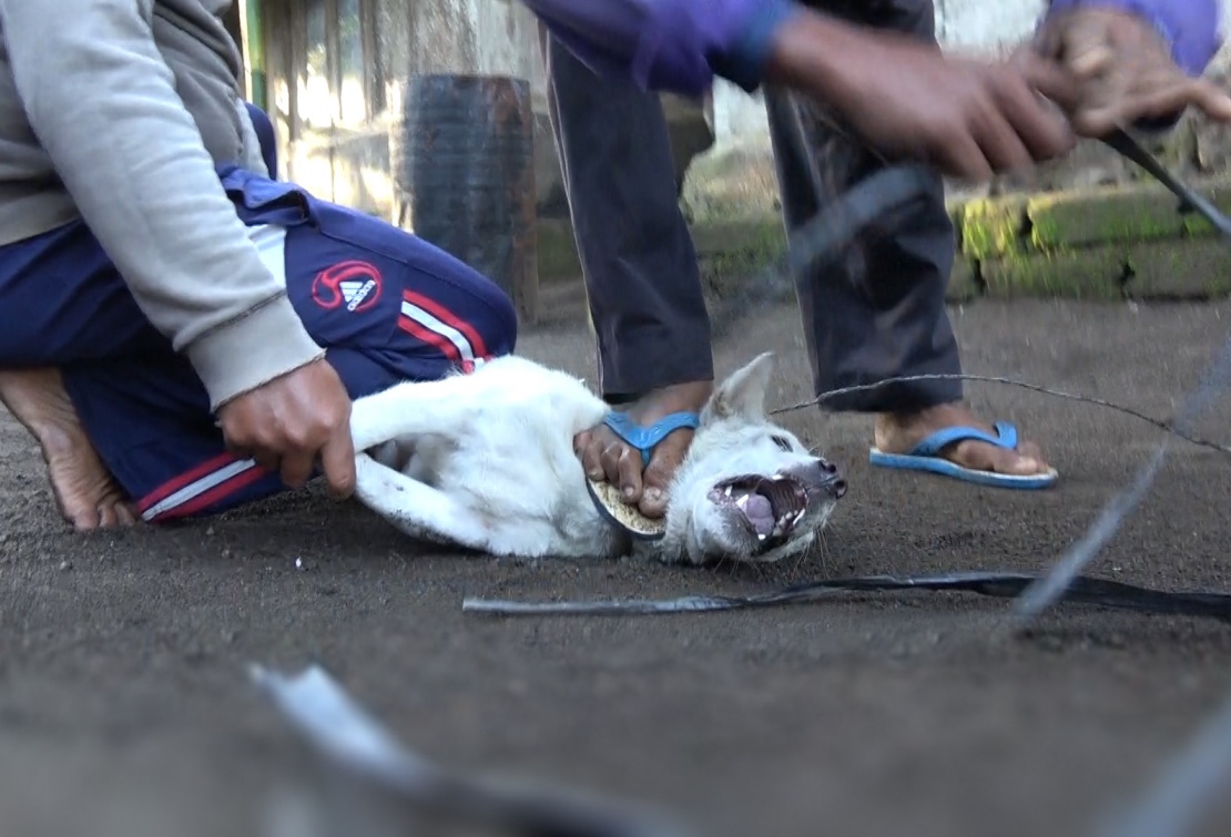 Dogs are caught with crude wire nooses before being bound and ‘bagged’ for transport.