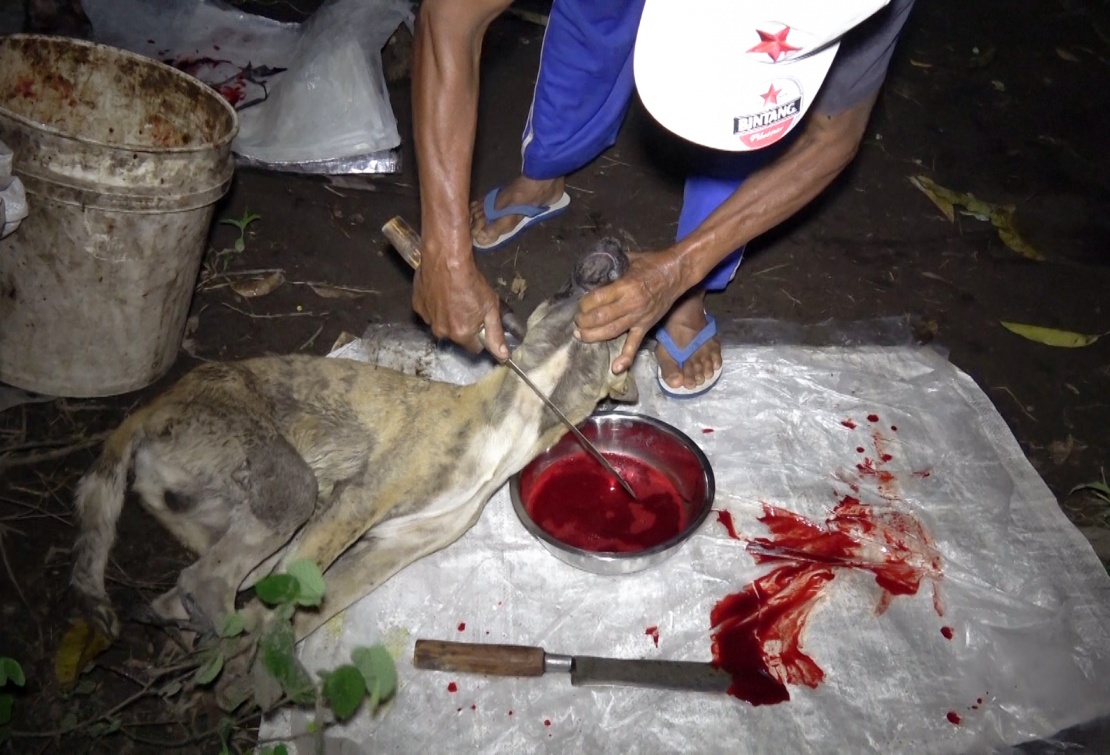 A dog has his throat cut at a ‘backyard’ slaughterhouse.