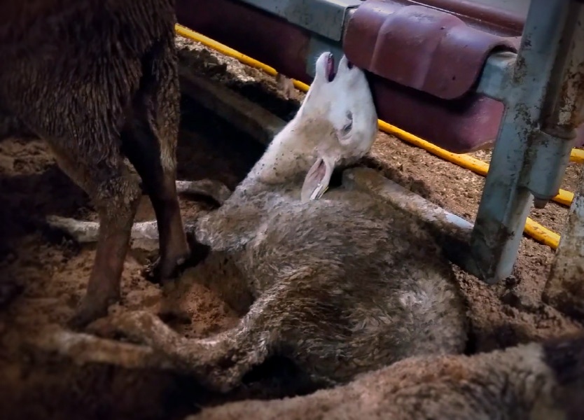 24 hour veterinary care for tens of thousands of distressed animals on a live export ship? Doesn't happen. Many animals simply die where they lay.