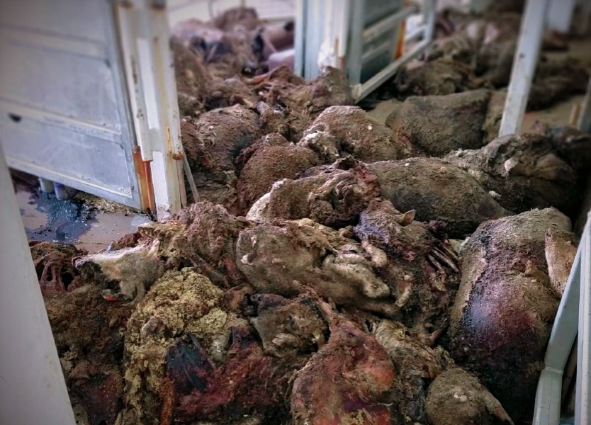 At the end of a voyage, decomposing corpses 'missed' by crew during the trip are piled up to be dumped in the ocean.