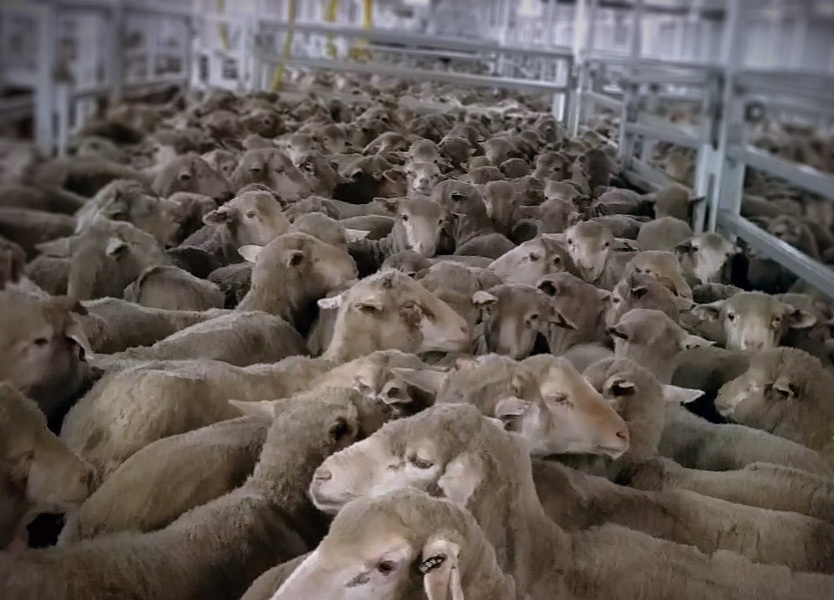 Animals are packed so tightly that it's unsafe to lie down to rest for fear of being trampled. Sheep on live export ships are confined like this for weeks on end.