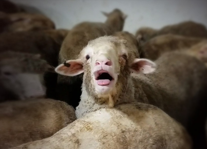Open mouth panting is a sign of deadly heat stress in sheep -- a common sight on a live export ship.