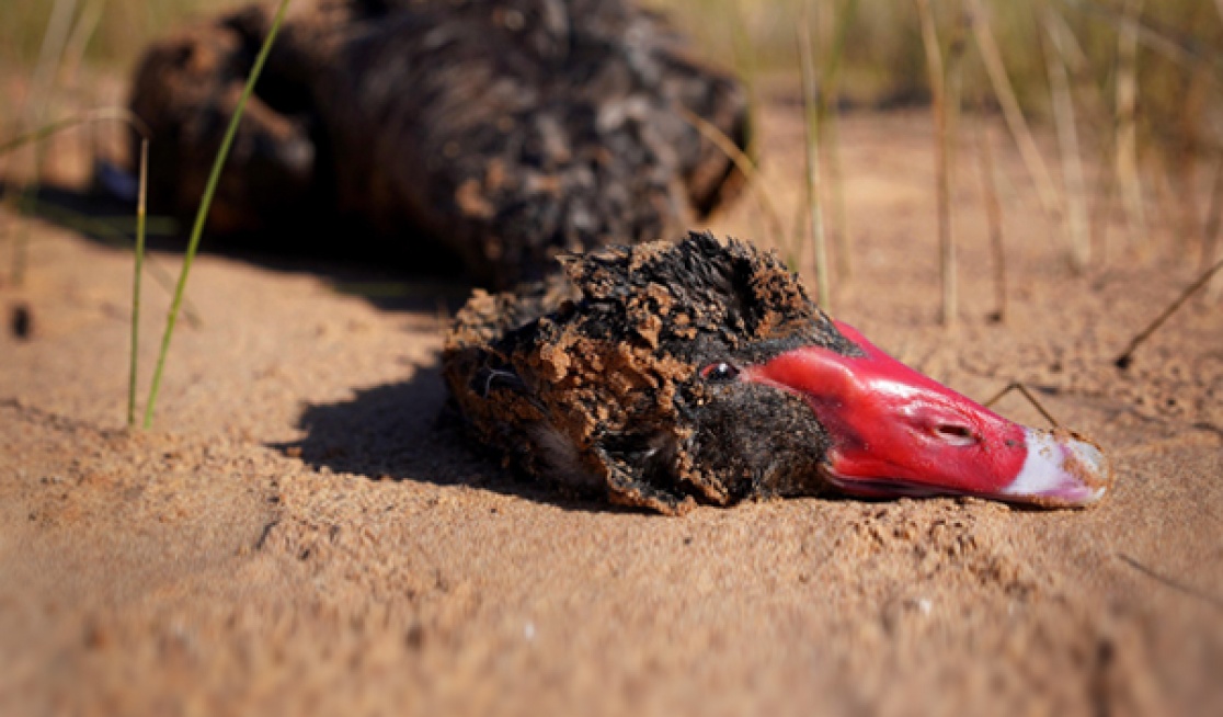 This protected black swan was found on the wetlands, shot and left to die.