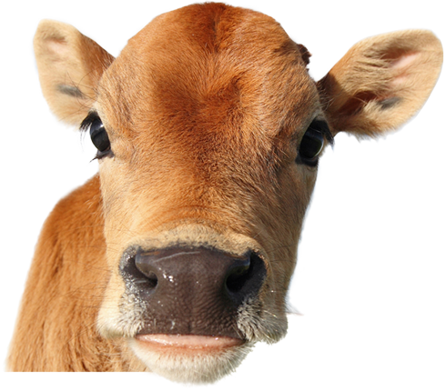 Baby Cow Png Transparent - canvas-point